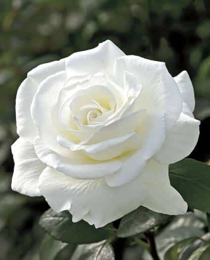ดอกกุหลาบสีขาว